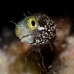 blenny_secretary_dome_nwp_v_0169_tci2119.jpg